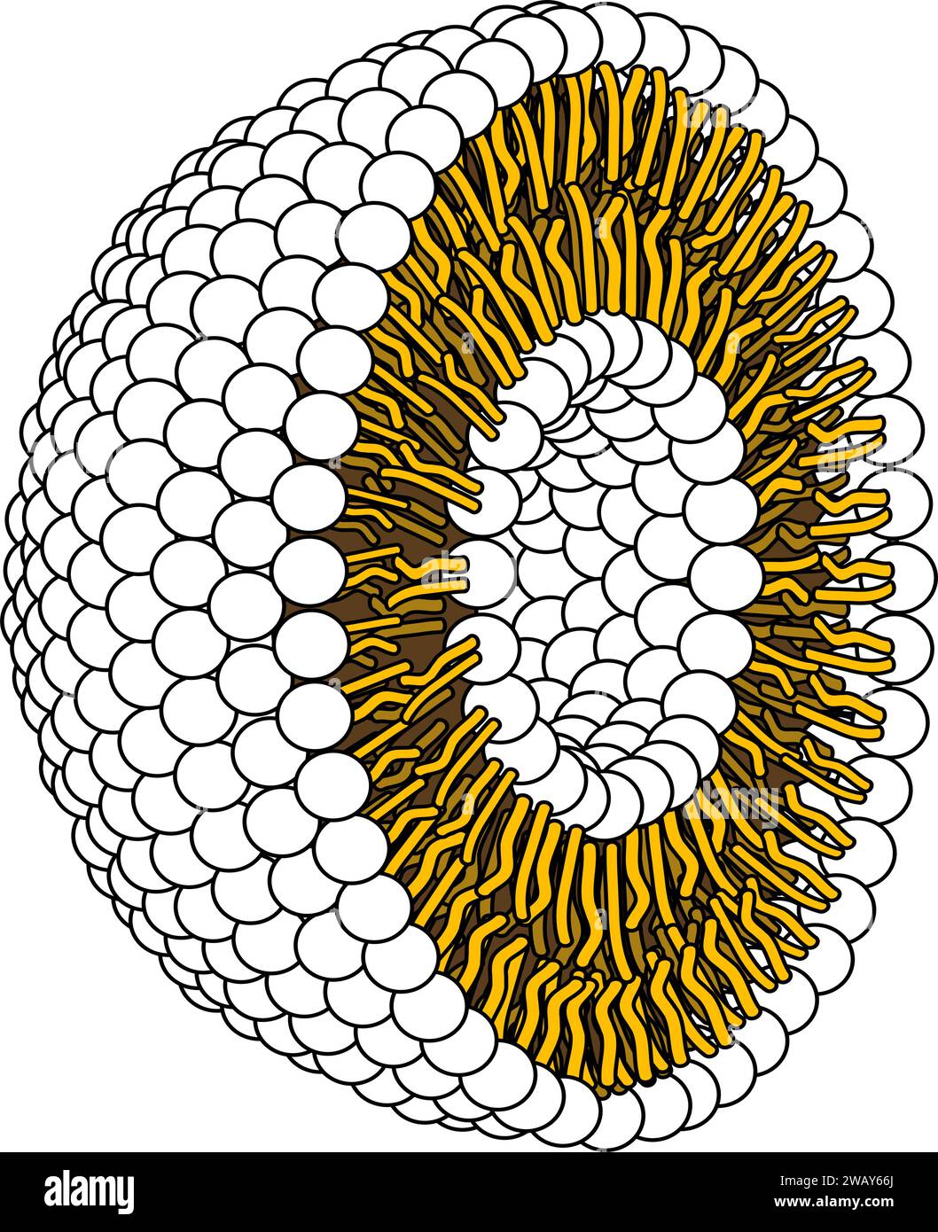 Structure de la molécule phospholipidique dans le liposome.Illustration vectorielle. Illustration de Vecteur