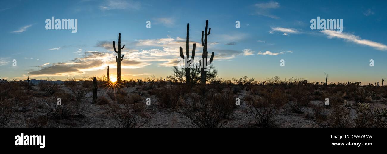 Un beau paysage avec un champ de grands cactus saguaro entouré d'herbe verte luxuriante Banque D'Images