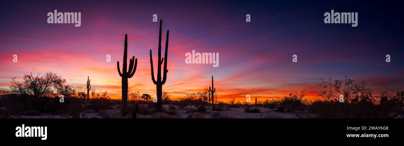 Un coucher de soleil serein sur un paysage aride avec un vaste champ d'arbustes et de cactus Banque D'Images