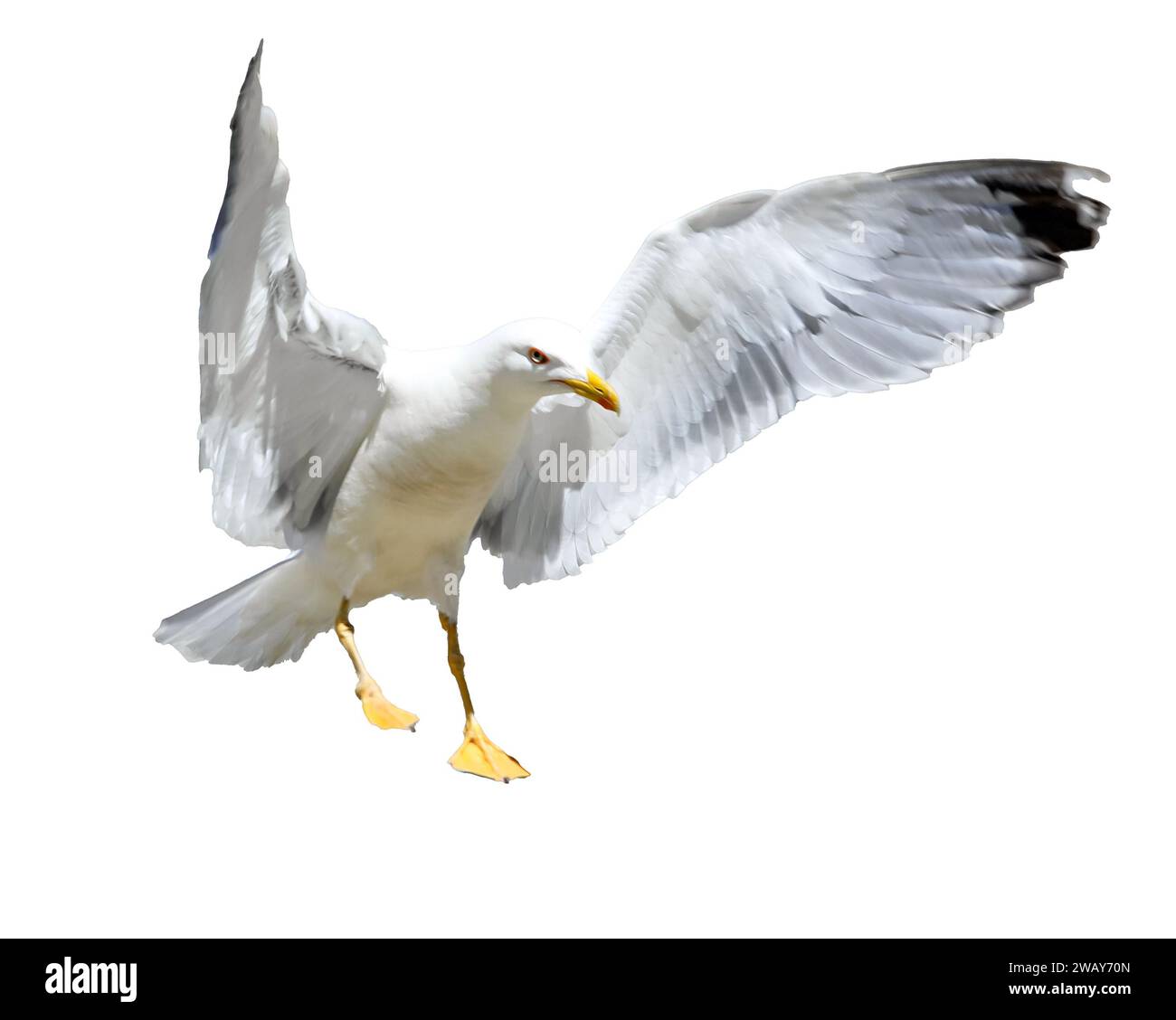 Seagull takeoff Banque d'images détourées - Alamy