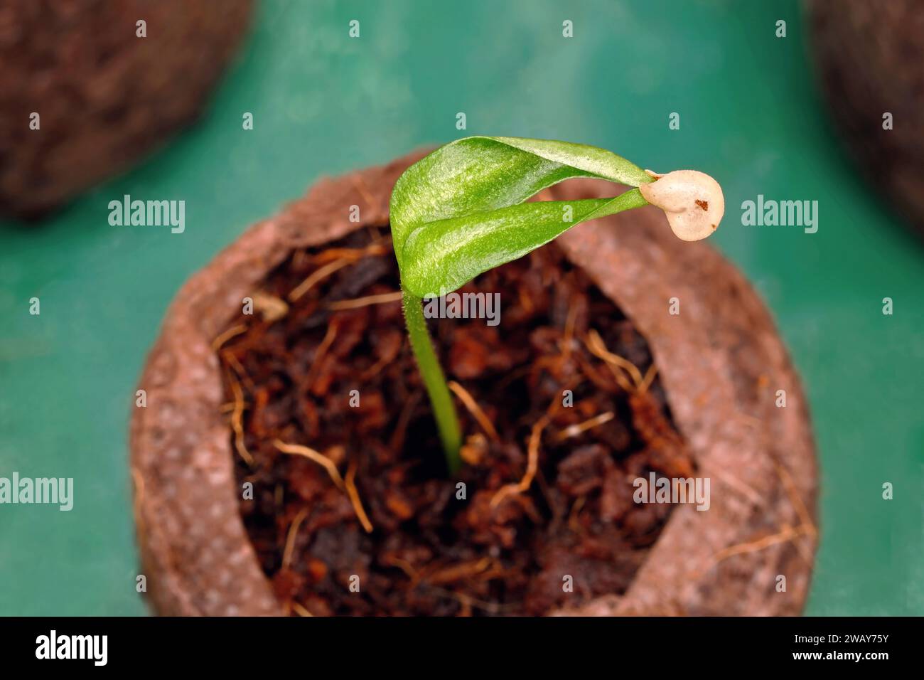 Gros plan d'une petite plante de Chili fraîchement germée avec le manteau de graines suspendu aux cotylédons Banque D'Images