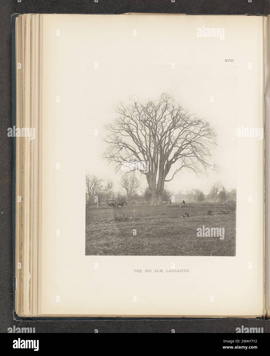 Le grand orme, Lancaster, c. 1880 - en 1890 ou avant l'impression photomécanique LancasterÉtats-Unis d'Amérique papier collotypes arbres : elm. véhicule à quatre roues, tiré par des animaux, p.ex. cabine, voiture, autocar. Prairie, pâturage Lancaster Banque D'Images
