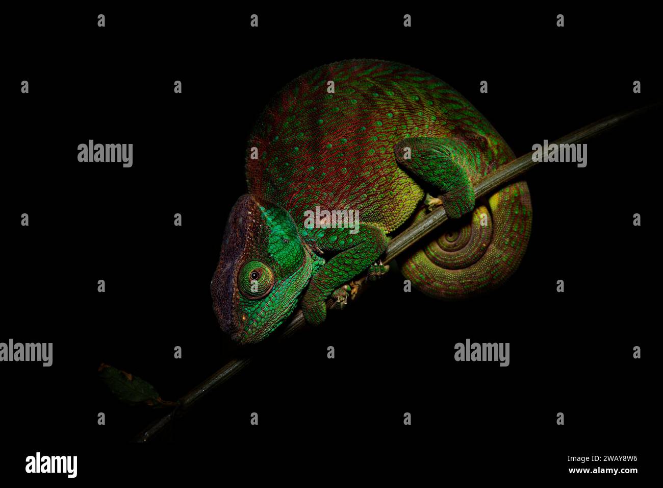 Caméléon de nuit, Calumma oshaughnessyi, lézard caméléon d'O'Shaughnessy chez Chamaeleonidae, endémique de Madagascar, étroitement apparenté à Parson Banque D'Images