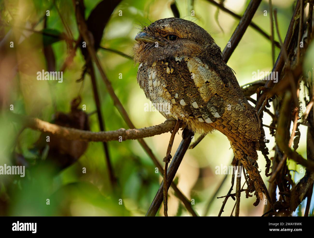 Sri Lanka ou Sri Lanka ou Ceylan Frogmouth - Batrachostomus moniliger oiseau nocturne trouvé en Inde et au Sri Lanka, lié aux jarres de nuit, gris et bro Banque D'Images