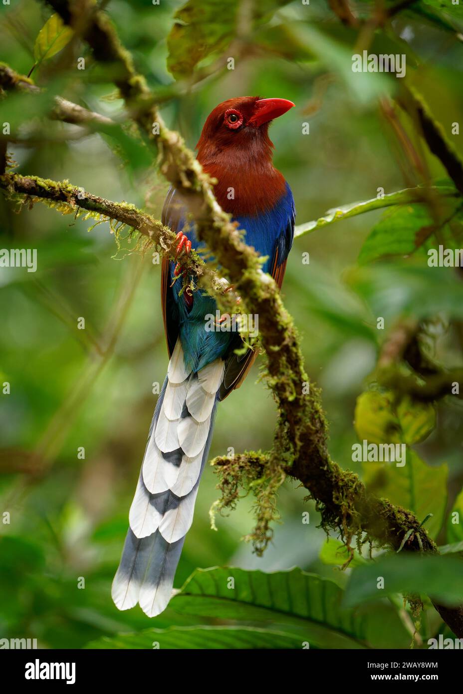 Sri Lanka ou Ceylan Blue-Magpie - Urocissa ornata oiseau aux couleurs vives Corvidés au Sri Lanka, chassant dans la canopée dense, bleu, rouge magpi coloré Banque D'Images