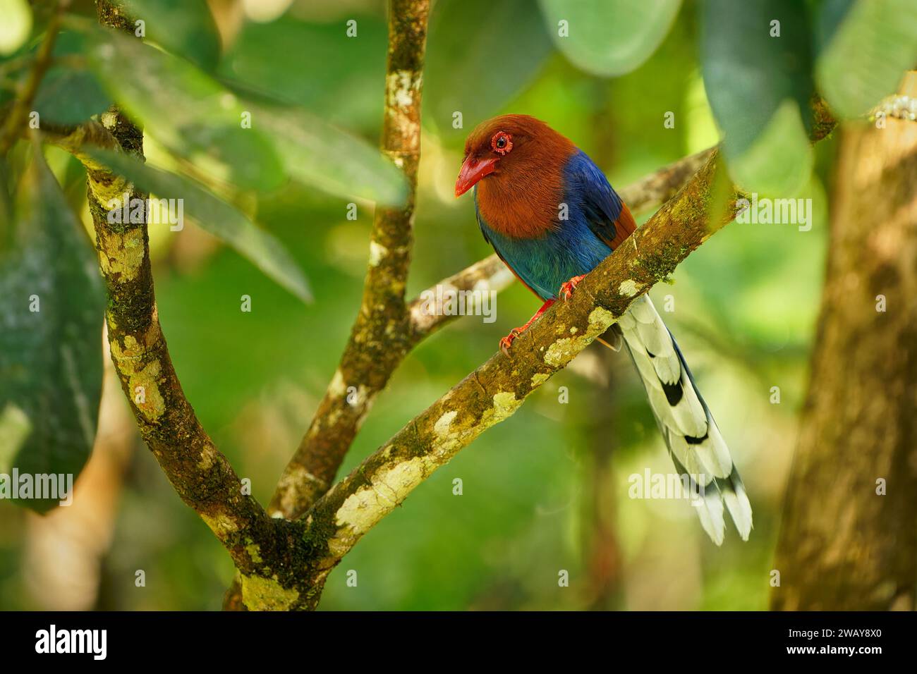 Sri Lanka ou Ceylan Blue-Magpie - Urocissa ornata oiseau aux couleurs vives Corvidés au Sri Lanka, chassant dans la canopée dense, bleu, rouge magpi coloré Banque D'Images