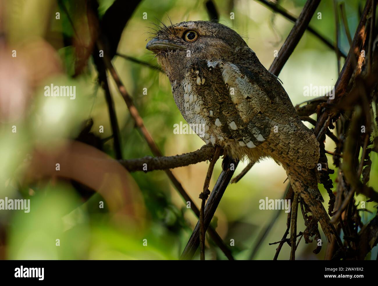 Sri Lanka ou Sri Lanka ou Ceylan Frogmouth - Batrachostomus moniliger oiseau nocturne trouvé en Inde et au Sri Lanka, lié aux jarres de nuit, gris et bro Banque D'Images