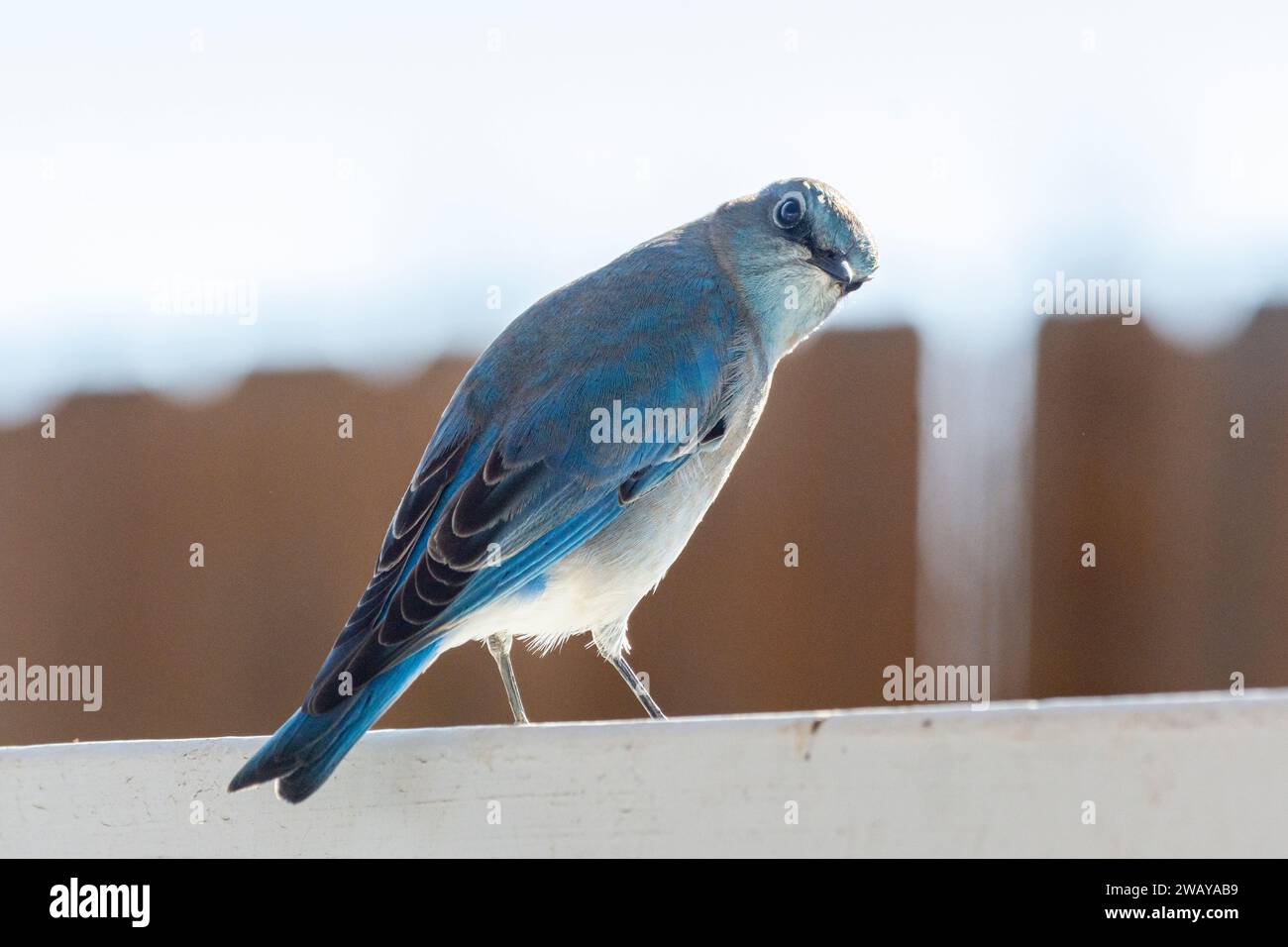Un curieux mâle bleu de montagne (Sialia currucoides) regarde dans la caméra Banque D'Images