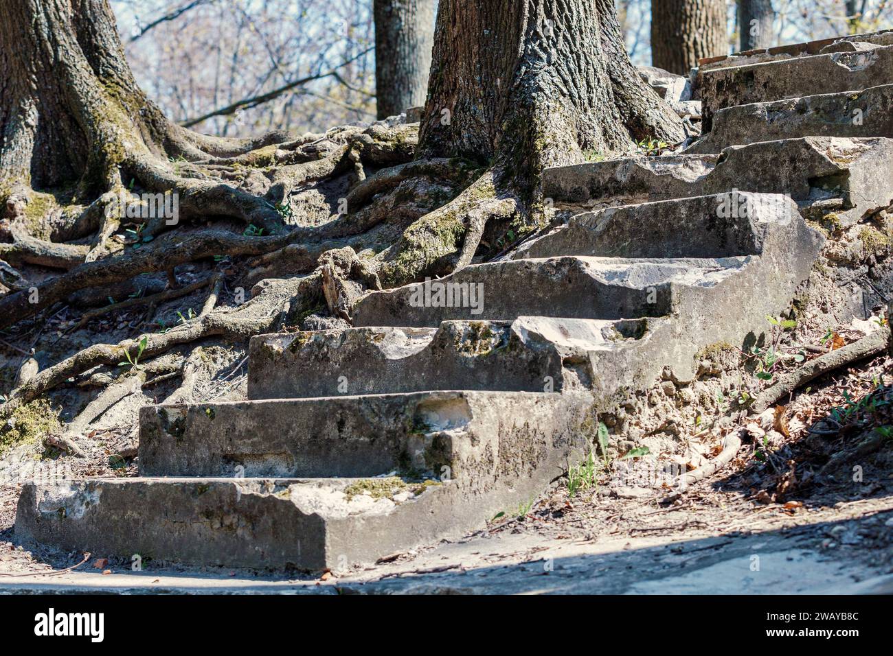 Racines d'arbres très bien développées qui ont poussé sur le sentier de randonnée forestier. Les escaliers en béton anciens et cassés sont visibles, le sol et l'érosion se sont lavés Banque D'Images