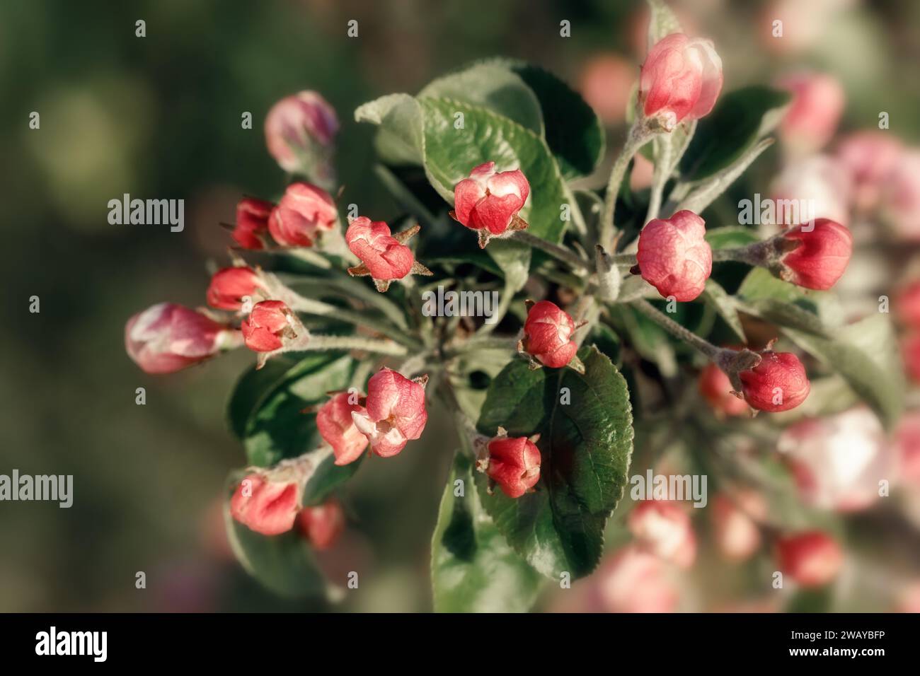Rouge, bourgeons de fleur de pommier non ouverts, vue de face sur fond vert. Banque D'Images