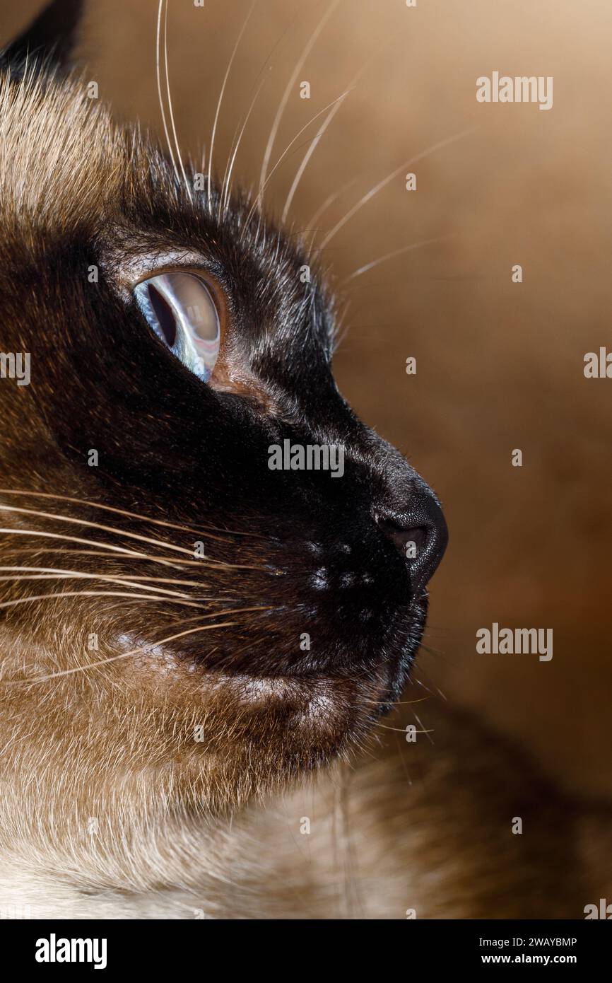 Portrait de profil d'un chat siamois. Vue rapprochée de la lentille d'un oeil de chat. Banque D'Images