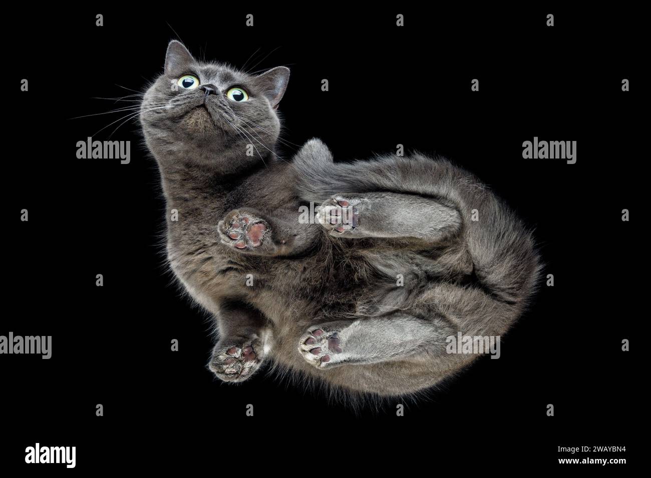 Vue de bas en haut d'un chat debout sur un verre transparent regardant vers le bas la caméra. Idée créative, vue inhabituelle. Prise de vue de bas en haut à travers transparent Banque D'Images