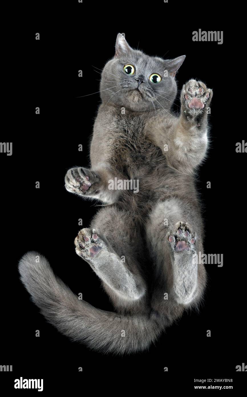Un chaton drôle gris effrayé sur une table en verre, photographié d'en bas, sur un fond noir. Banque D'Images