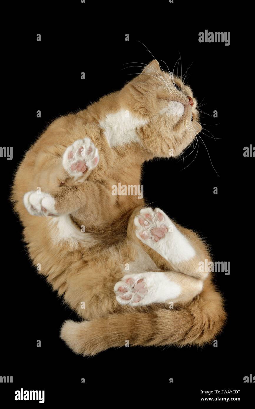 Portrait d'un beau chat flexible d'en bas sur verre, sur fond noir. Banque D'Images