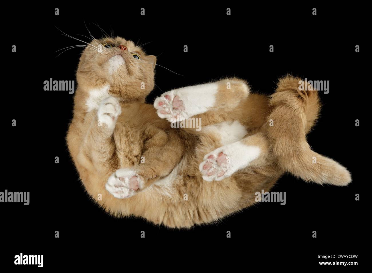 Portrait d'un beau chat brun clair avec des pattes blanches marchant sur le verre. Banque D'Images