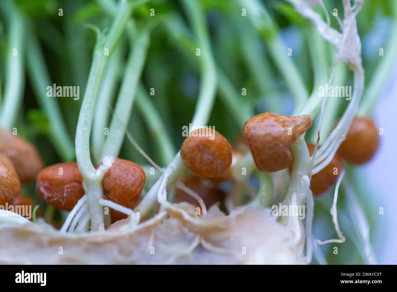 Nature Cover/Green Environment concepts, Macro Photograph of Pea Shoots and Tdrils ' Deep the Pea Forest ' . Banque D'Images