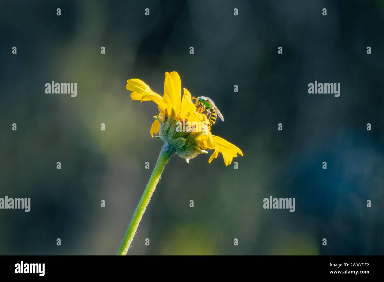 Une abeille sueur (Agapostemon) est assise sur une fleur jaune dans un jardin à Los angles, Californie, États-Unis Banque D'Images