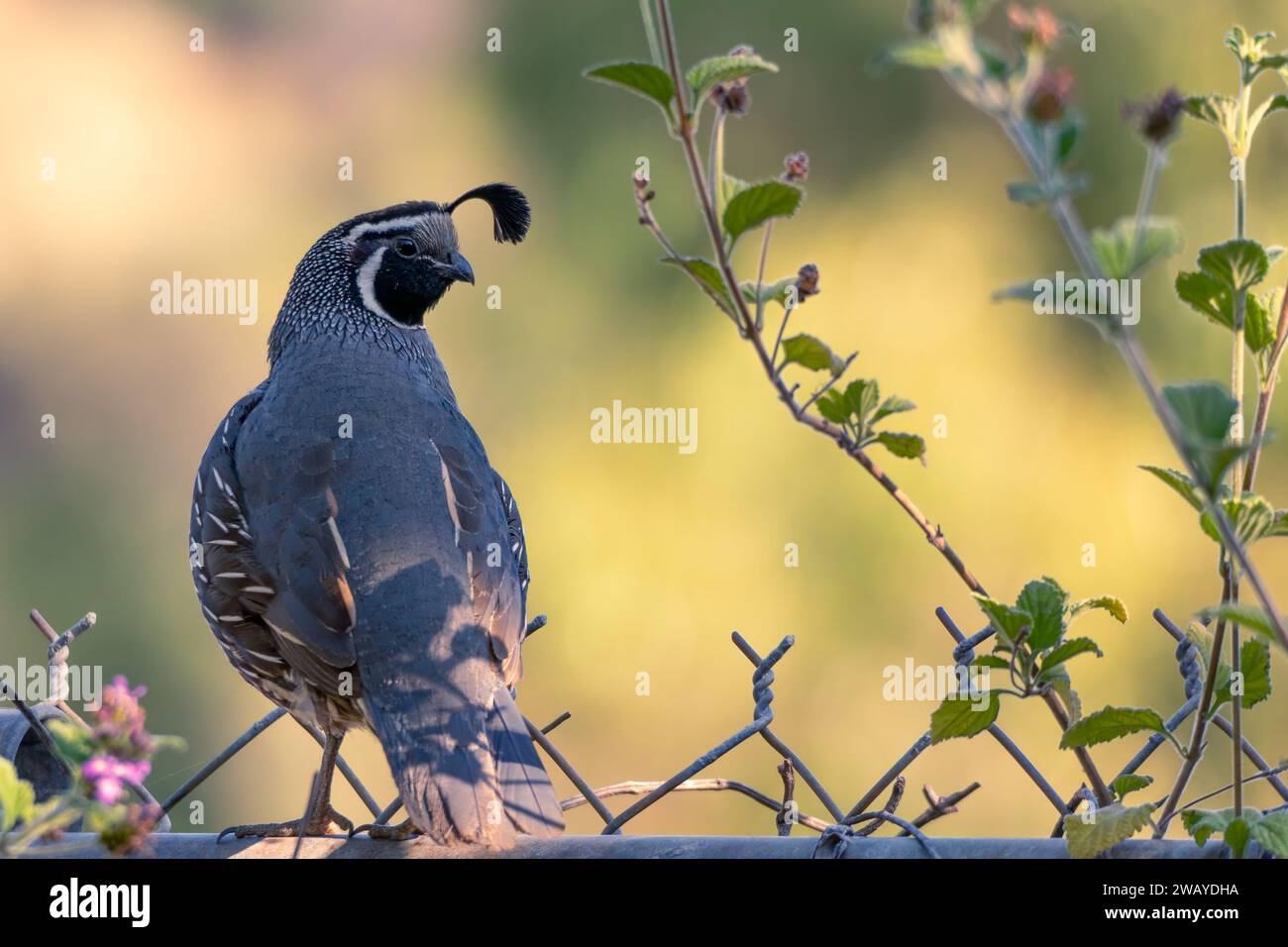 Un mâle de caille californica (Callipepla californica) est assis sur une clôture métallique avec des fleurs à Woodland Hills, Californie, États-Unis Banque D'Images