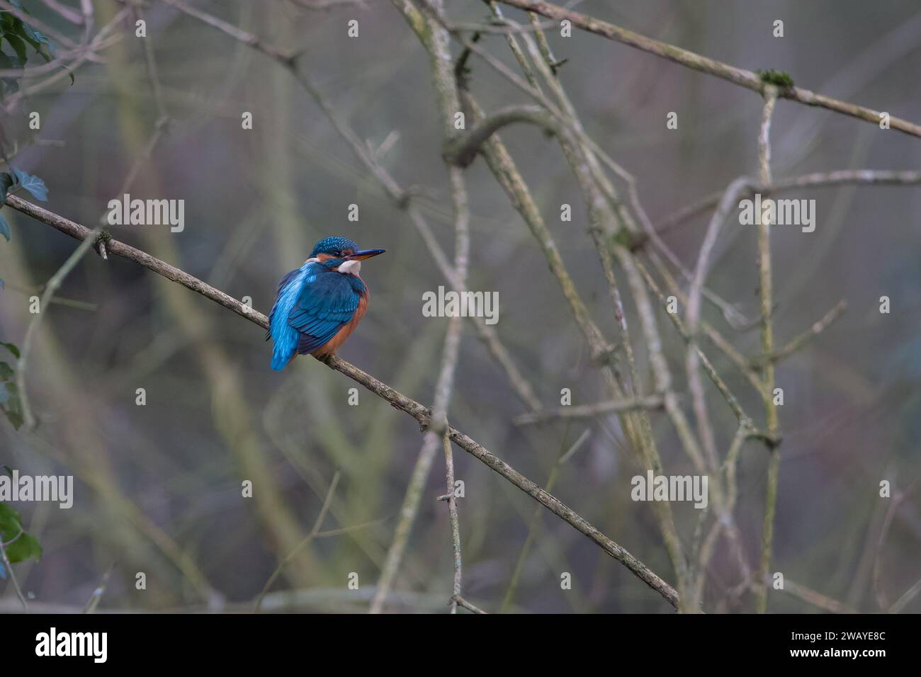 Femelle Kingfisher en hiver. Banque D'Images