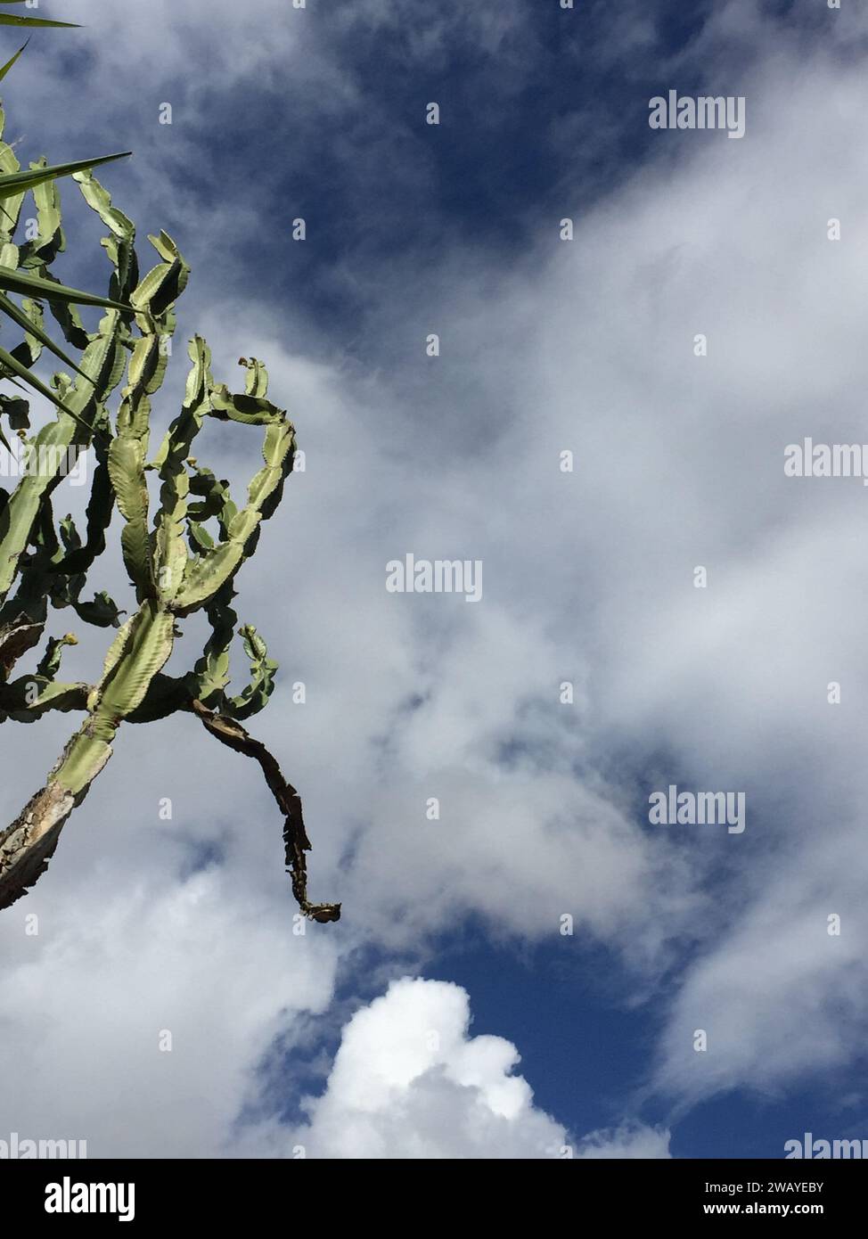 Candélabre Cactus atteint les nuages et le ciel bleu Banque D'Images