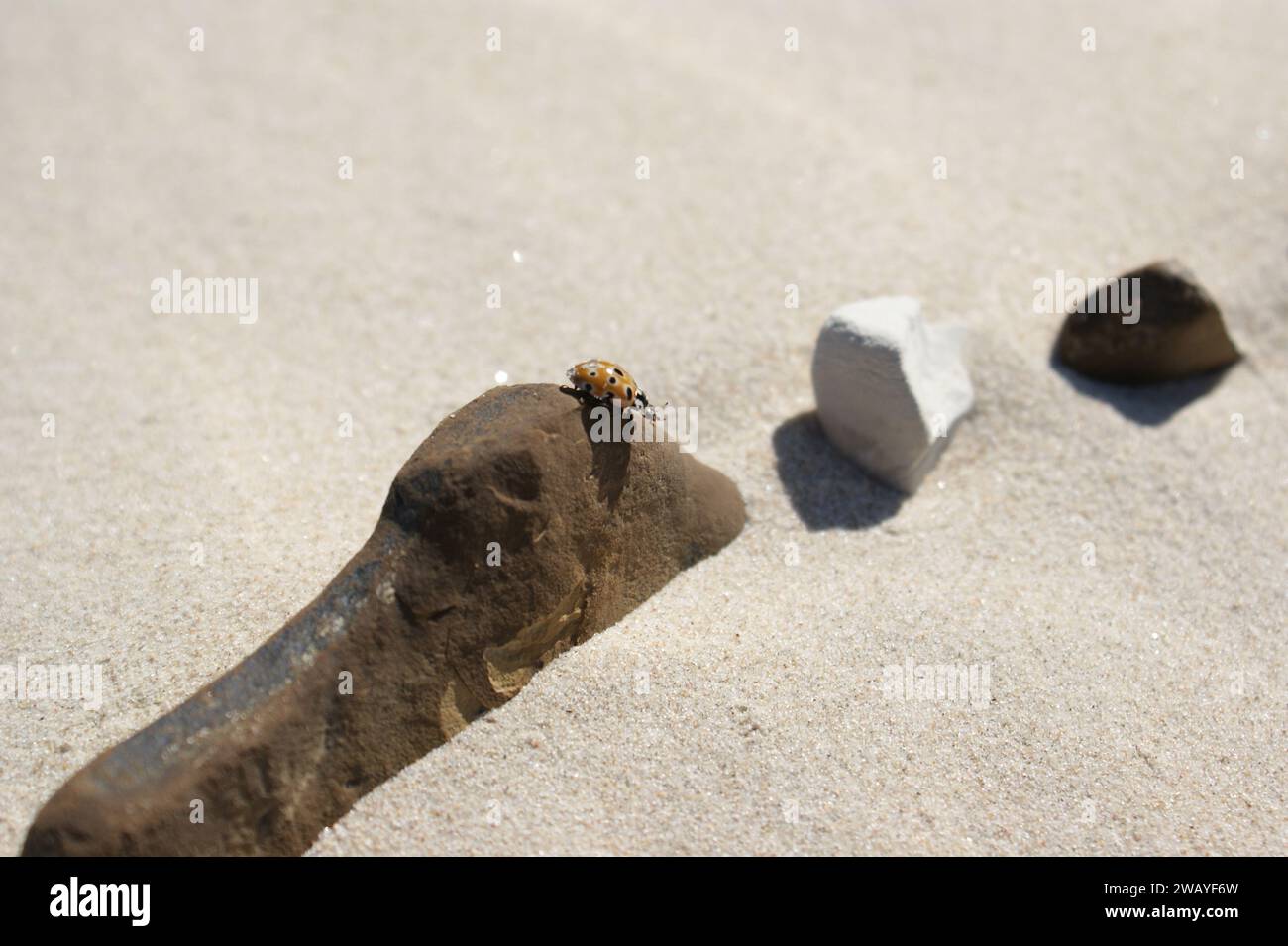 Un insecte sur un rocher sur une plage de sable. Plage de la mer Baltique. Banque D'Images