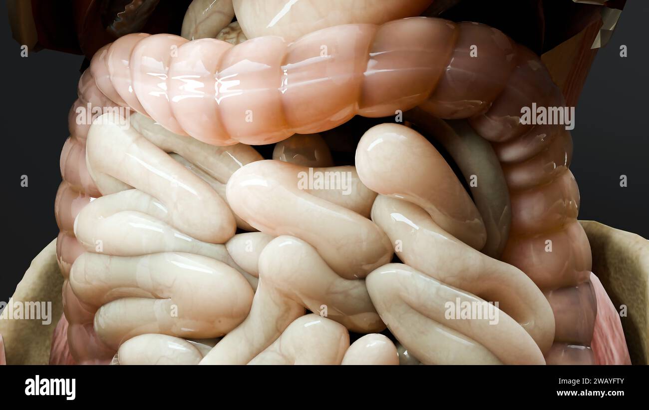 intestin, intestinal, côlon, abdomen, abdominal, interne, 3d, rendu 3d, ache, anatomique, anatomie, antérieure, appendice, biologie, corps, intestin, voiture Banque D'Images