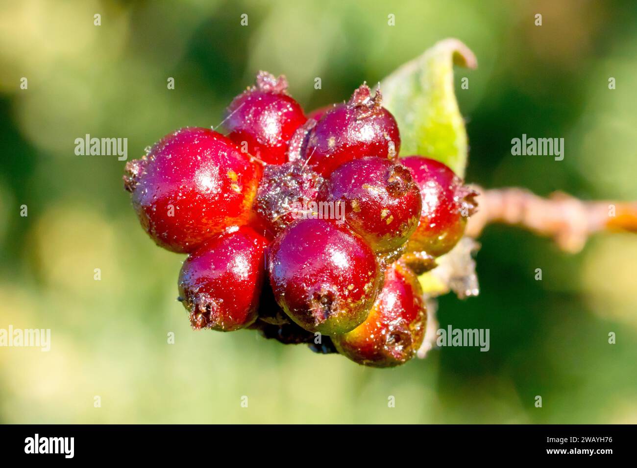 Chèvrefeuille (lonicera periclymenum), gros plan montrant les baies rouges bien emballées que l'arbuste grimpant commun produit à l'automne. Banque D'Images