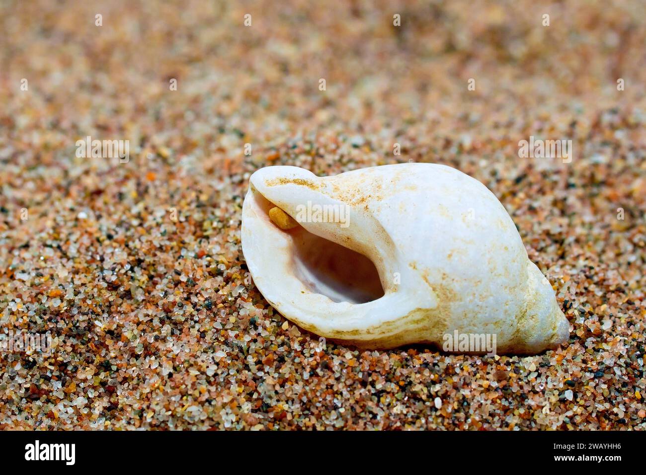 Gros plan d'une coquille blanche de chien Whelk (nucella lapillus) posée sur un tas de sable fin. Banque D'Images