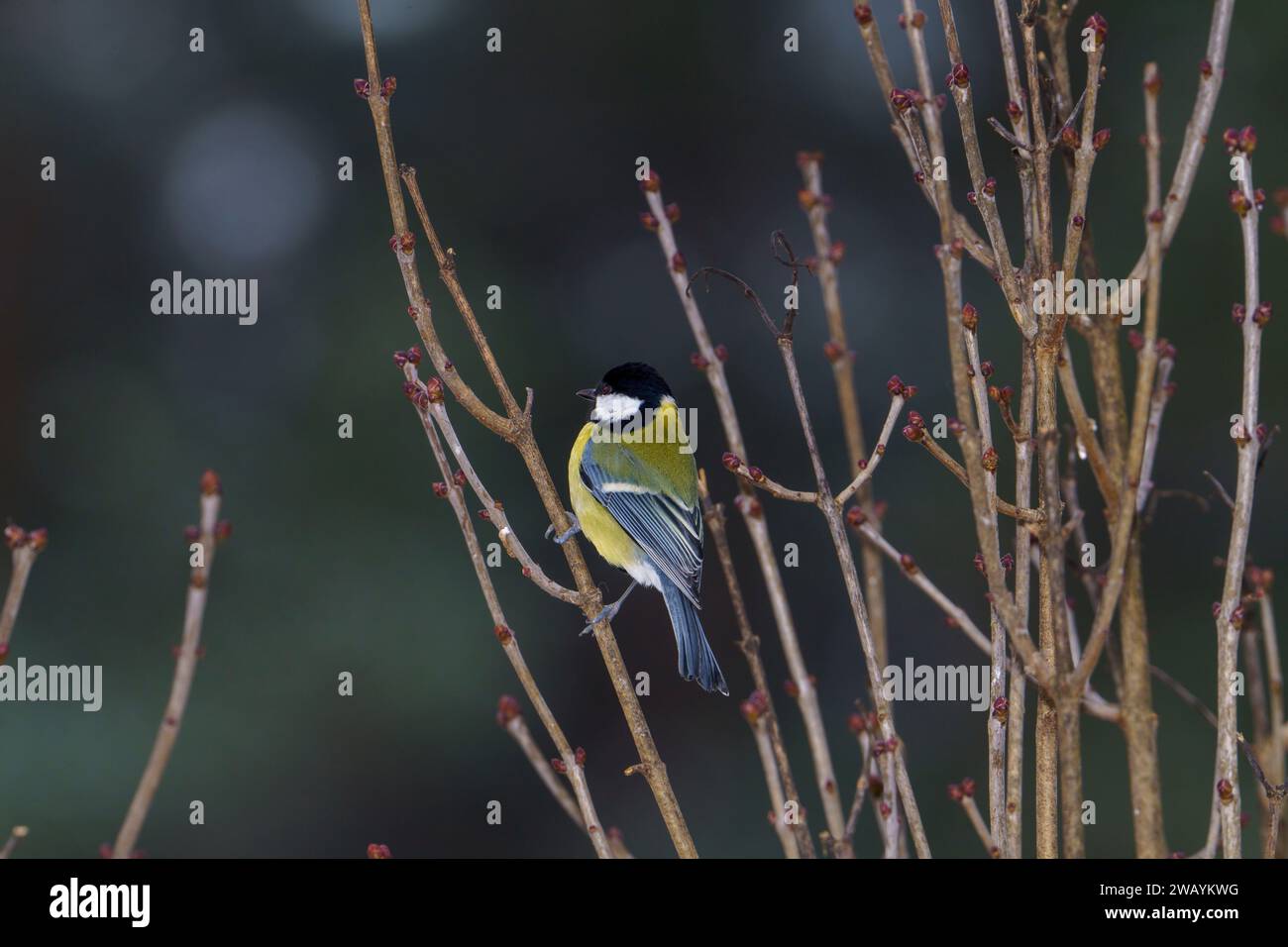 Parus Major Family Paridae genus Parus Eurasian Great tit Wild nature oiseau papier peint, image, photographie Banque D'Images