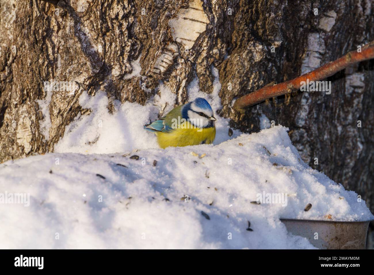 Cyanistes caeruleus Family Paridae Genus Cyanistes Blue tit mangeant pomme - photographie d'oiseaux de nature sauvage, image, papier peint Banque D'Images