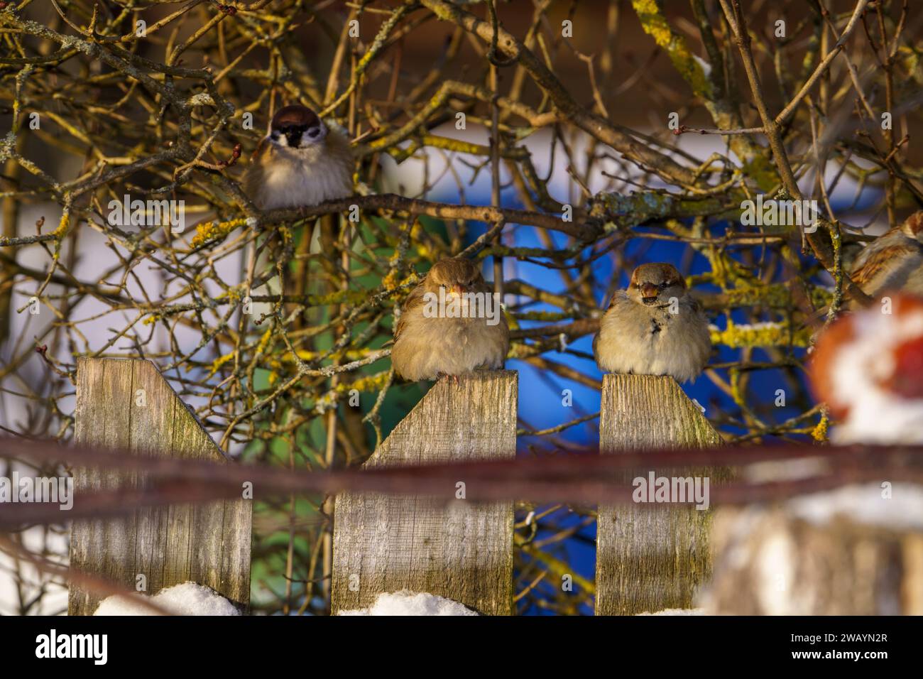 Passer domesticus famille Passeridae Genus passer House moineau nature sauvage photographie d'oiseaux, image, papier peint Banque D'Images