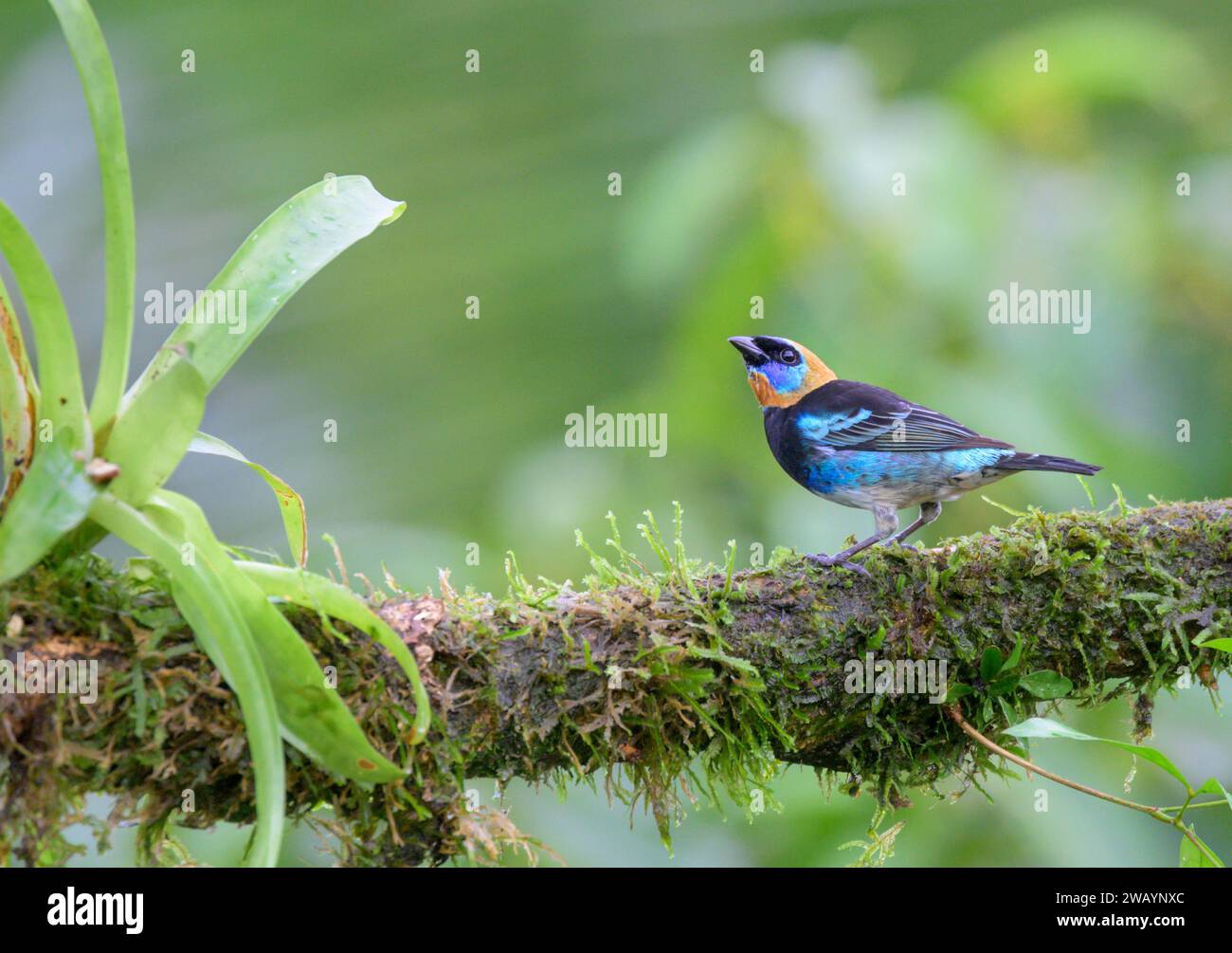 Mâle tanager à capuchon doré (Stilpnia larvata) dans la forêt tropicale, Laguna del Lagarto Eco Lodge, Boca Tapada, Alajuela, Costa Rica. Banque D'Images