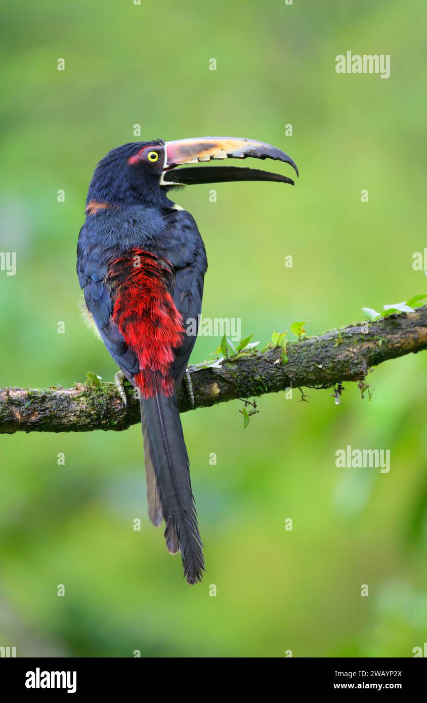 Aracari à col (Pteroglossus torquatus) vue arrière avec bec ouvert, Laguna del Lagarto Eco Lodge, Boca Tapada, Alajuela, Costa Rica. Banque D'Images