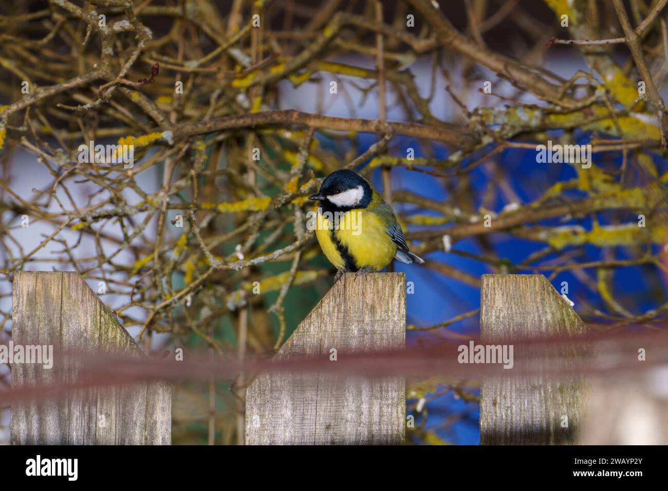 Parus Major Family Paridae genus Parus Eurasian Great tit Wild nature oiseau papier peint, image, photographie Banque D'Images