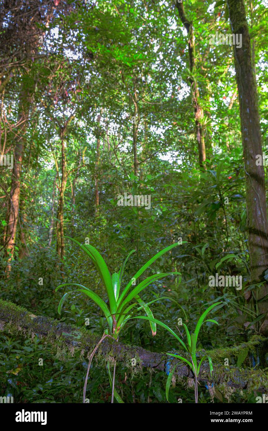 Bromélia poussant sur des arbres dans la forêt tropicale, Station biologique de la Selva, province de Heredia, Costa Rica. Banque D'Images