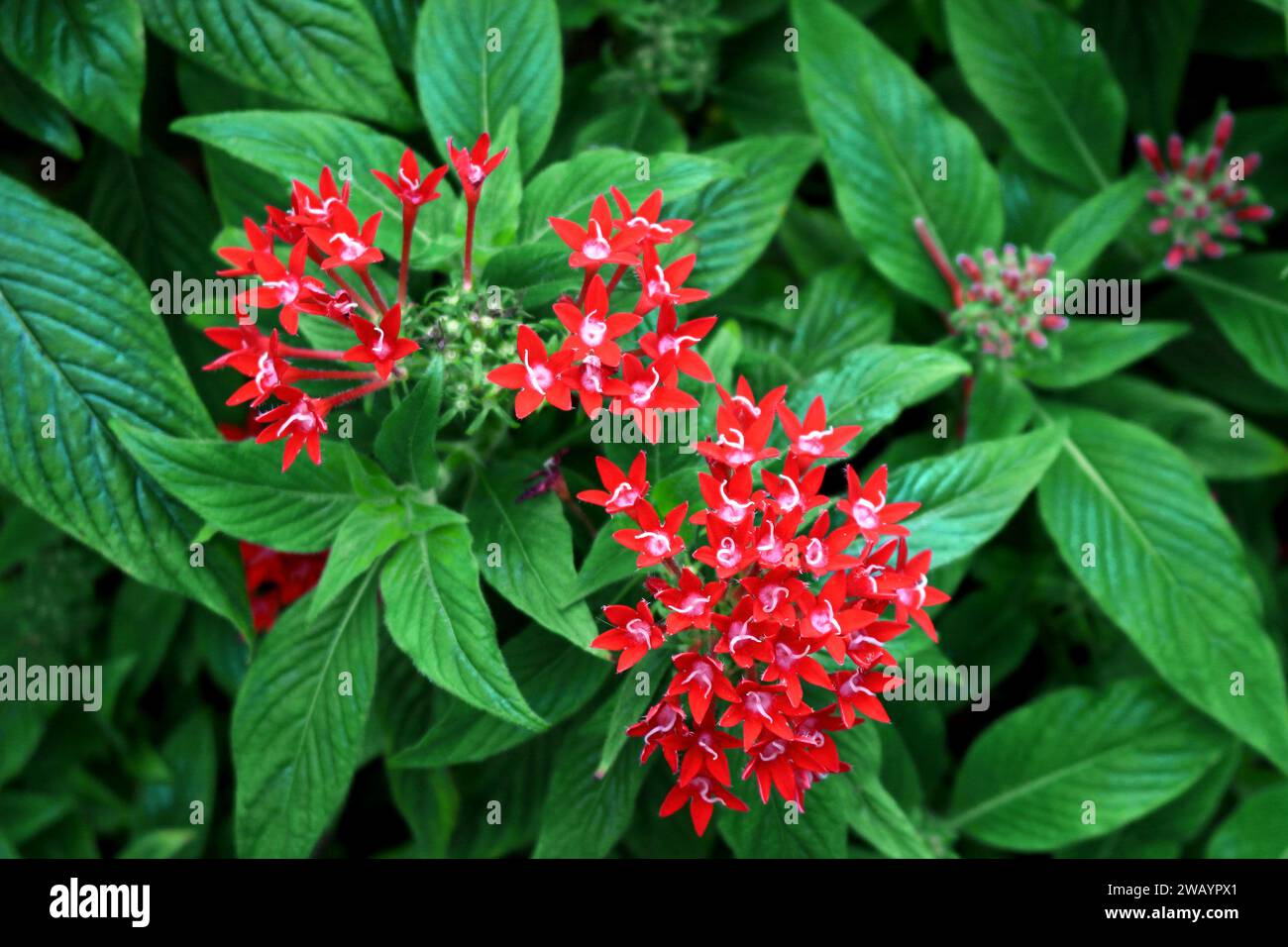 Fleurs d'amas d'étoiles égyptiennes fleurissant rouge vif Banque D'Images