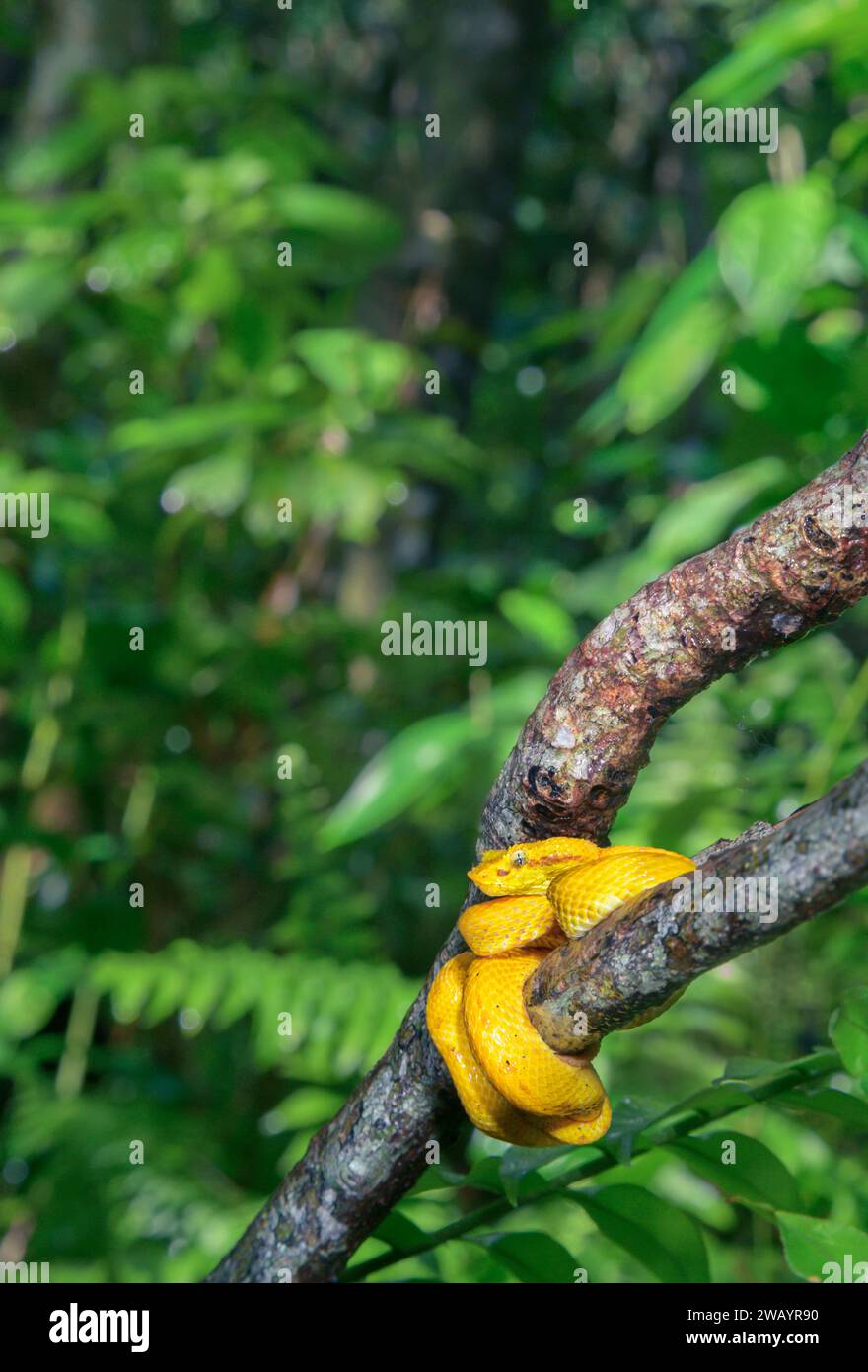 Vipère de palmier à cils (Bothriechis schlegelii) enroulé autour d'une branche d'arbre dans la forêt tropicale, Cahuita National Park, province de Limon, Costa Rica. Banque D'Images