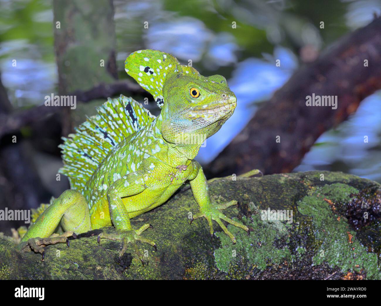 Basiliques (Basiliscus plumifrons) mâles à plumeaux ou à crêtes vertes dans la forêt tropicale, Cahuita National Park, province de Limon, Costa RI Banque D'Images