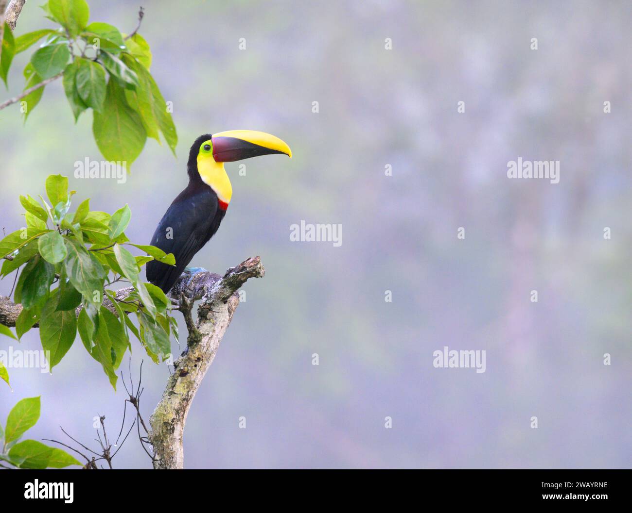 Toucan à gorge jaune (Ramphastos ambiguus) dans la canopée de la forêt tropicale, sur fond de brume matinale, Laguna del Lagarto Eco Lodge, Alajuela Banque D'Images