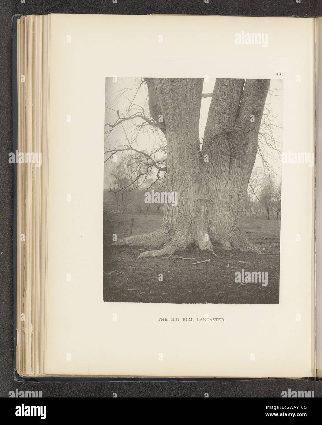 Le grand orme, Lancaster, c. 1880 - en 1890 ou avant l'impression photomécanique LancasterÉtats-Unis d'Amérique papier collotypes arbres : elm. véhicule à quatre roues, tiré par des animaux, p.ex. cabine, voiture, autocar. Arbres (+ tige, tronc) Lancaster Banque D'Images