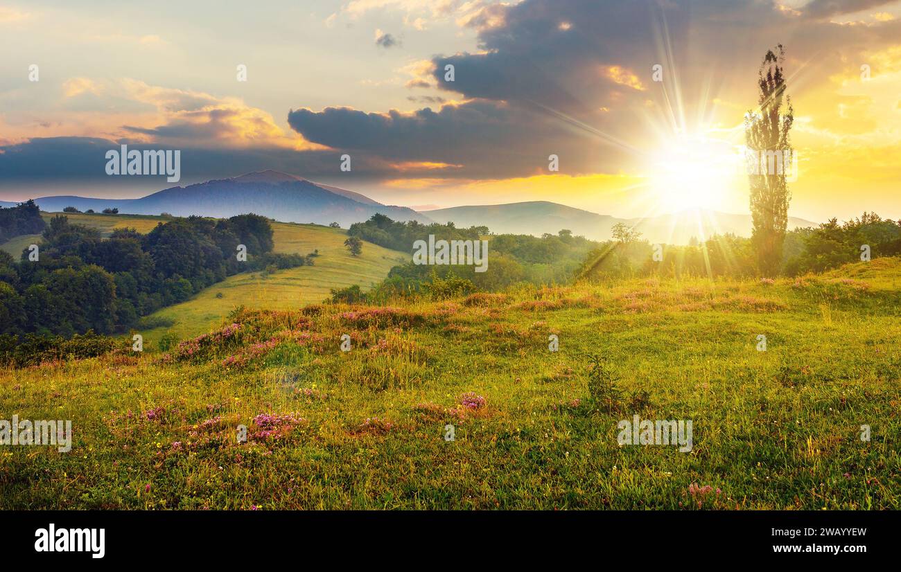 Sauvage salé sur une prairie à flanc de colline dans les montagnes des Carpates au coucher du soleil. colline boisée. chaîne de montagnes au loin. beau paysage de campagne wi Banque D'Images