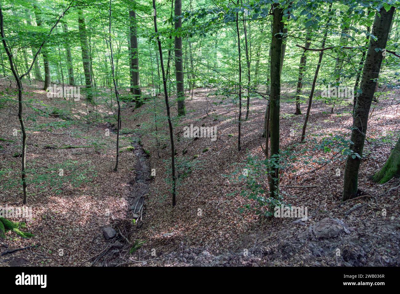 forêt de feuillus avec de jeunes hêtres Banque D'Images