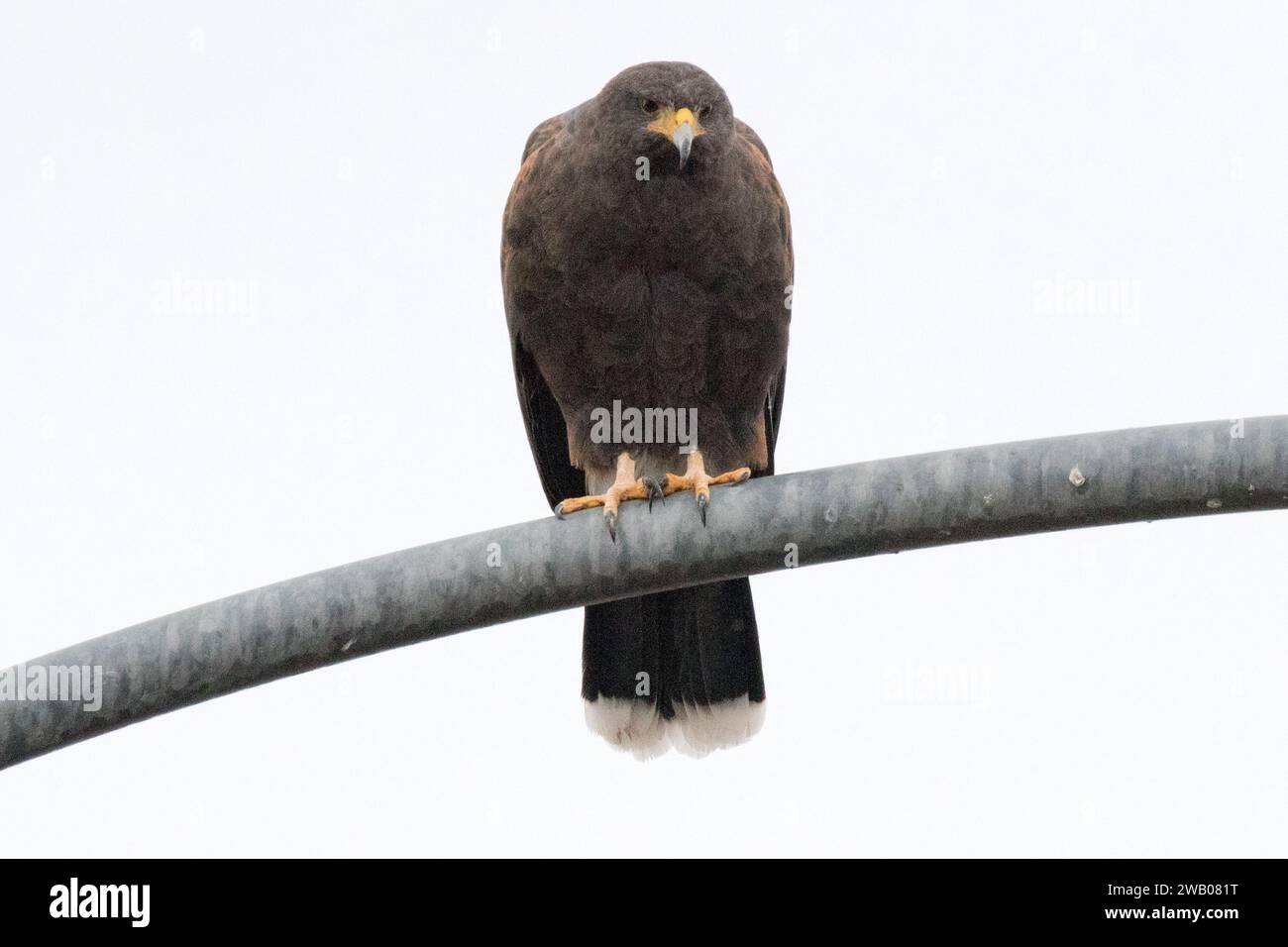 Hawk de Harris recherche des proies sur un lightpole Banque D'Images