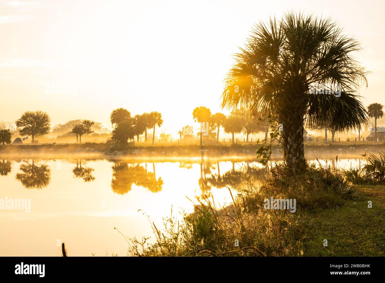 Court Palm Tree sur le bord du lac le matin de Foggy dans les Everglades Banque D'Images