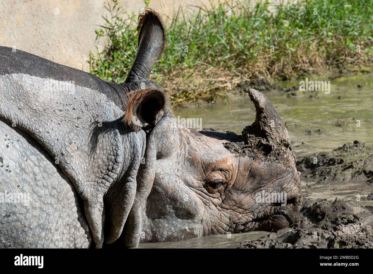 Un grand rhinocéros à une corne ou rhinocéros indien couché dans de la boue sale. Le grand mammifère du zoo a une corne noire, une peau épaisse grise avec des plis et une peau rugueuse Banque D'Images