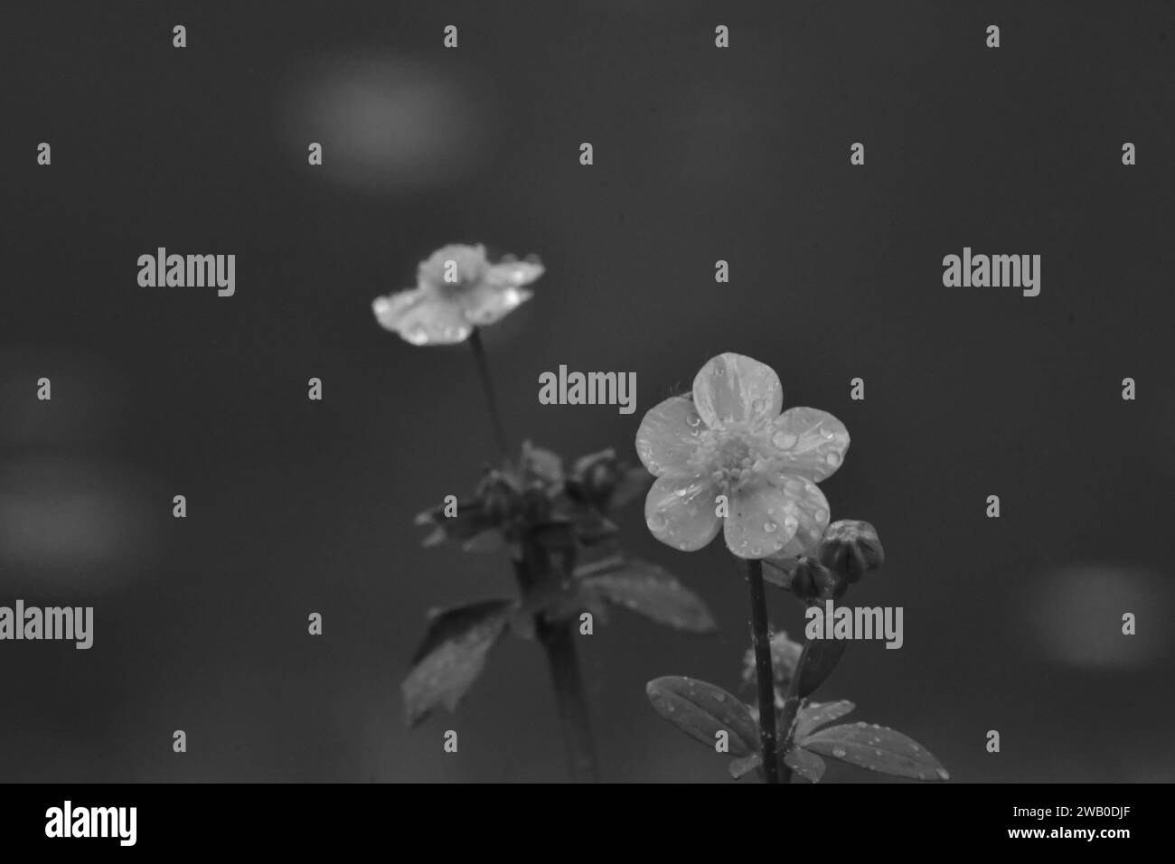 Deux fleurs en forme de papillon avec des gouttes de pluie sur elles, monochromes. Banque D'Images