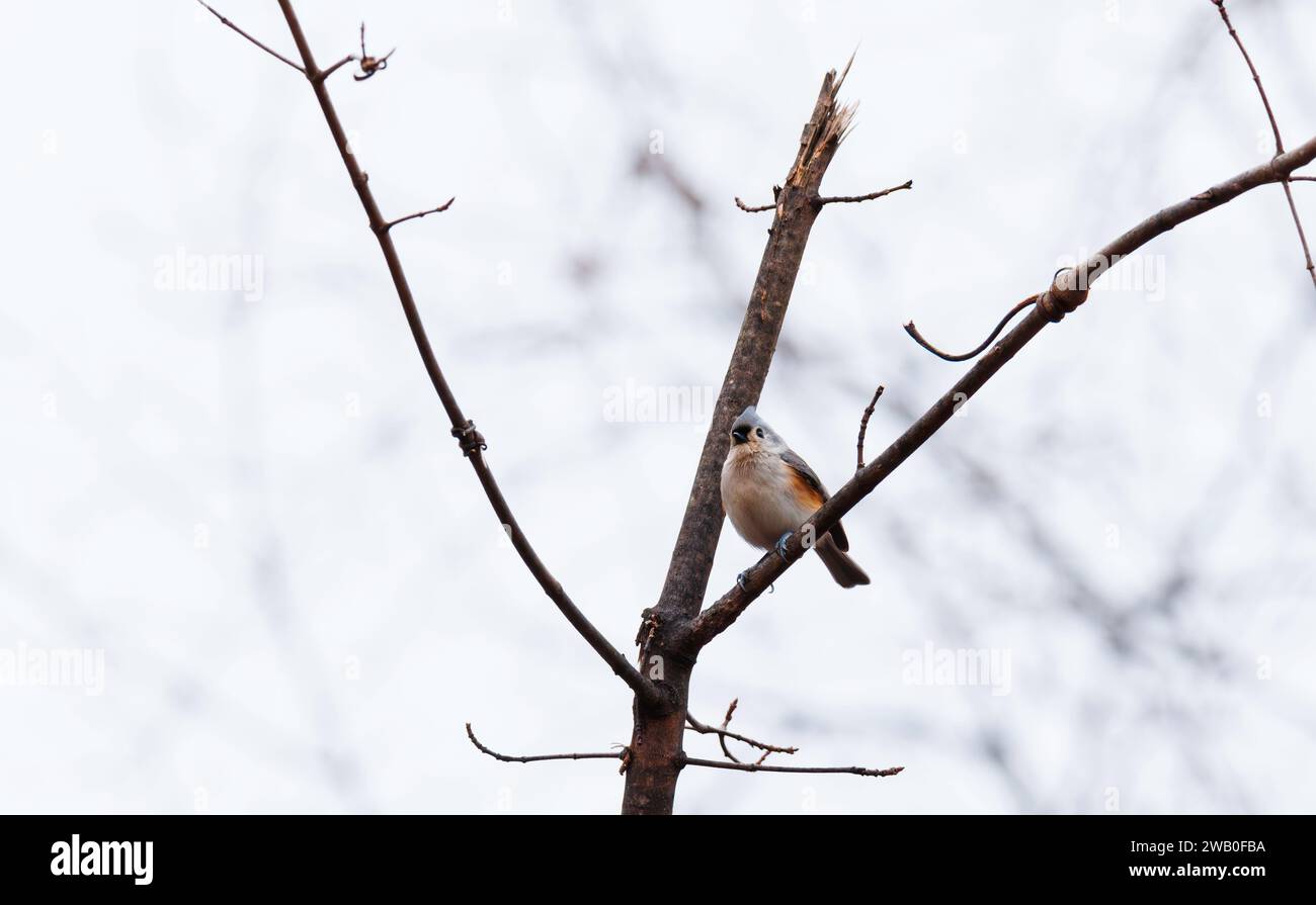 Oiseau Titmouse touffeté perché sur un arbre Banque D'Images