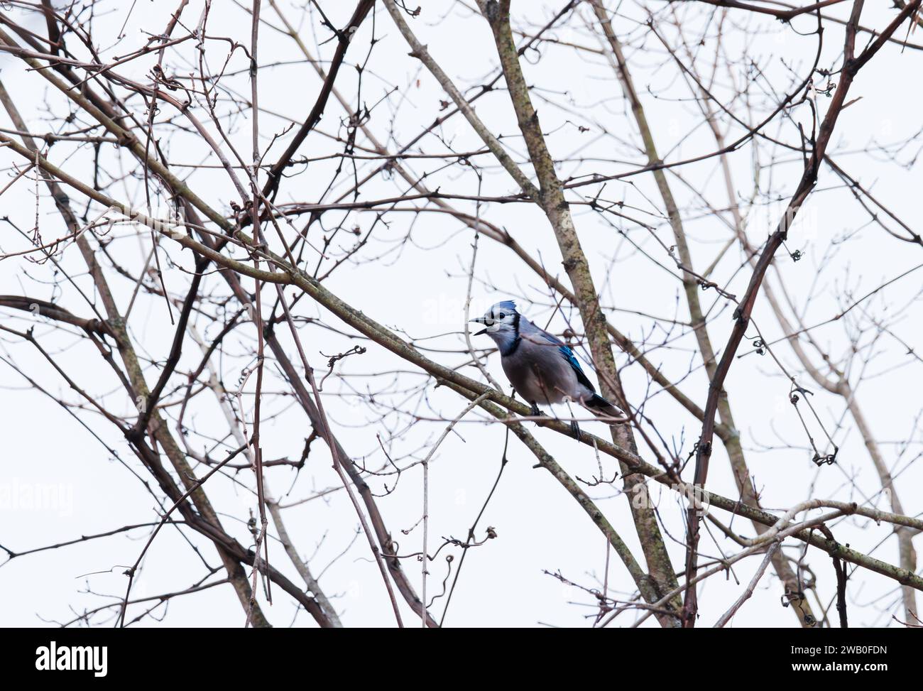 Blue jay oiseau perché au sommet d'un arbre appelant Banque D'Images