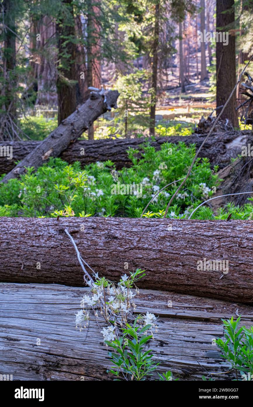 Le parc national de Yosemite abrite trois bosquets d'impressionnants séquoias géants. Les séquoias géants sont une espèce emblématique, étant parmi les plus rares, anciennes Banque D'Images