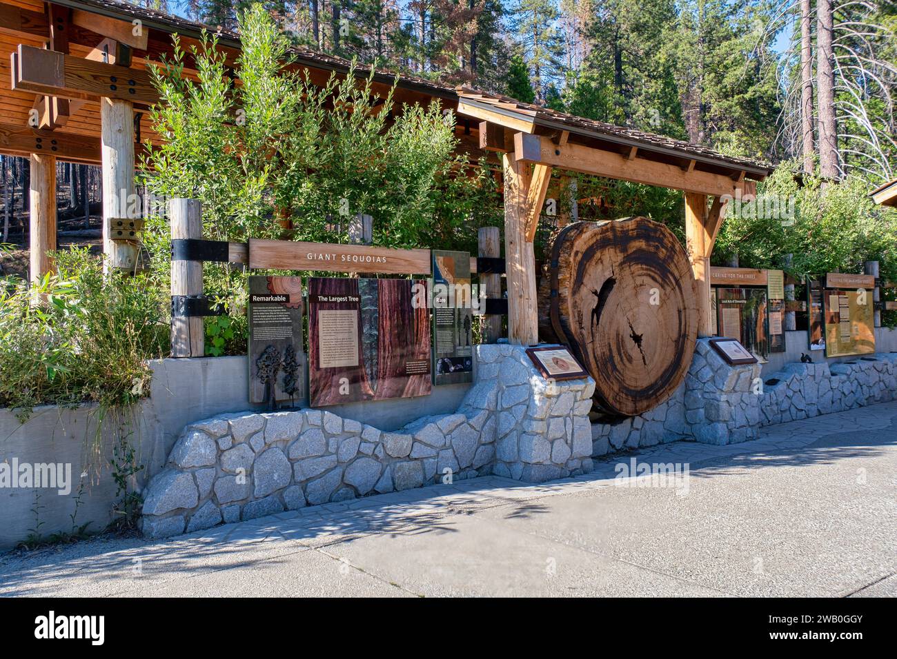 Le parc national de Yosemite abrite trois bosquets d'impressionnants séquoias géants. Les séquoias géants sont une espèce emblématique, étant parmi les plus rares, anciennes Banque D'Images